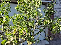 Perenboom conference - fruit tree - pyrus communis - hoogte ca. 250cm - afbeelding 2 van  5