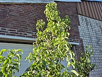 Perenboom conference - fruit tree - pyrus communis - hoogte ca. 250cm - afbeelding 3 van  5