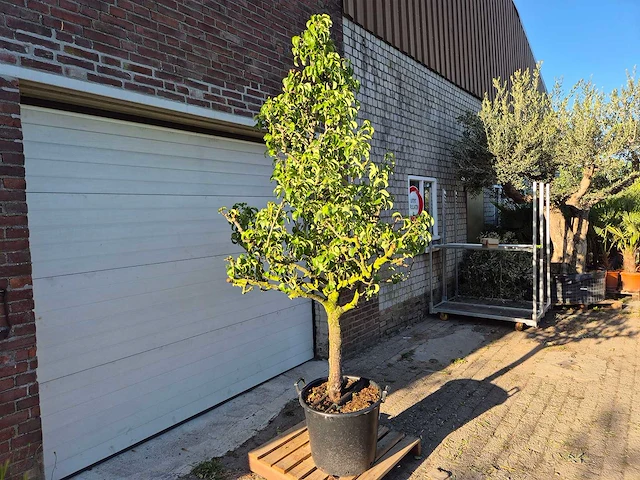 Perenboom conference - fruit tree - pyrus communis - hoogte ca. 250cm - afbeelding 4 van  5