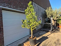 Perenboom conference - fruit tree - pyrus communis - hoogte ca. 250cm - afbeelding 4 van  5