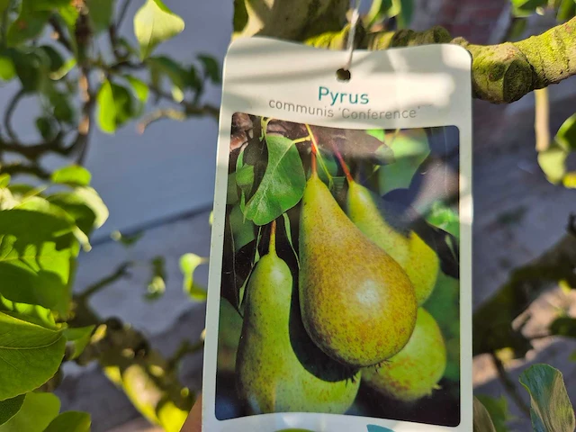 Perenboom conference - fruit tree - pyrus communis - hoogte ca. 250cm - afbeelding 5 van  5