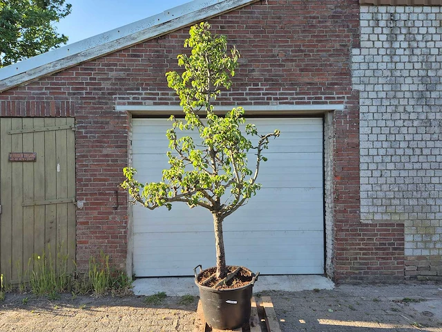 Perenboom conference - fruit tree - pyrus communis - hoogte ca. 250cm - afbeelding 1 van  4