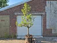 Perenboom conference - fruit tree - pyrus communis - hoogte ca. 250cm - afbeelding 1 van  4