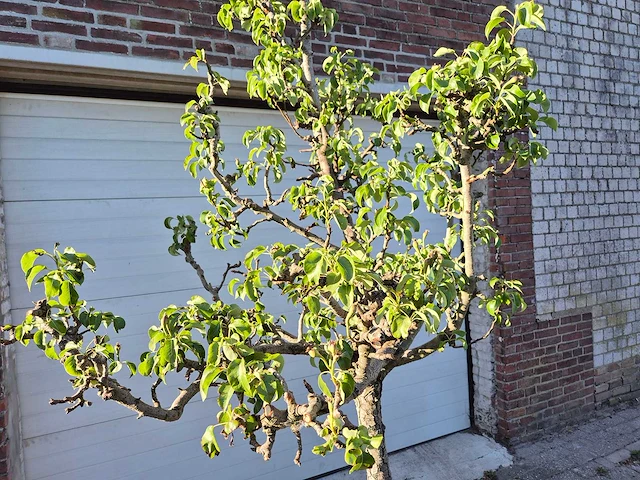 Perenboom conference - fruit tree - pyrus communis - hoogte ca. 250cm - afbeelding 2 van  4