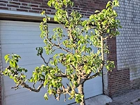 Perenboom conference - fruit tree - pyrus communis - hoogte ca. 250cm - afbeelding 2 van  4