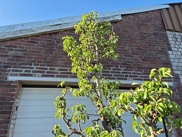 Perenboom conference - fruit tree - pyrus communis - hoogte ca. 250cm - afbeelding 3 van  4