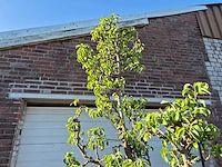 Perenboom conference - fruit tree - pyrus communis - hoogte ca. 250cm - afbeelding 3 van  4