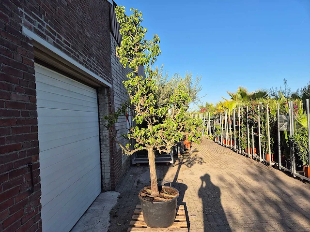 Perenboom conference - fruit tree - pyrus communis - hoogte ca. 250cm - afbeelding 4 van  4