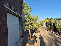 Perenboom conference - fruit tree - pyrus communis - hoogte ca. 250cm - afbeelding 4 van  4