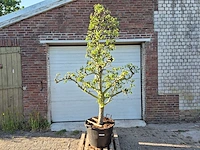 Perenboom conference - fruit tree - pyrus communis - hoogte ca. 250cm - afbeelding 1 van  5