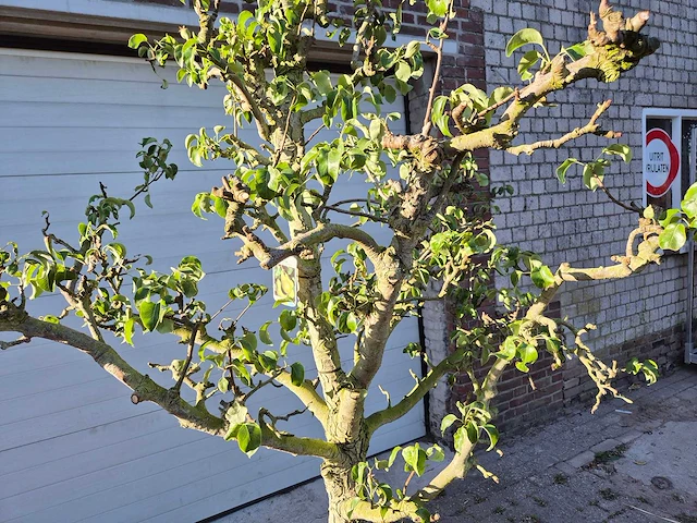 Perenboom conference - fruit tree - pyrus communis - hoogte ca. 250cm - afbeelding 2 van  5