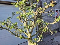 Perenboom conference - fruit tree - pyrus communis - hoogte ca. 250cm - afbeelding 2 van  5