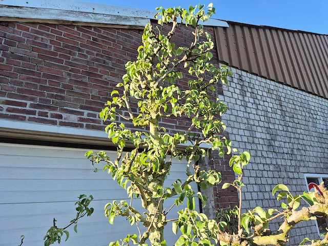 Perenboom conference - fruit tree - pyrus communis - hoogte ca. 250cm - afbeelding 3 van  5
