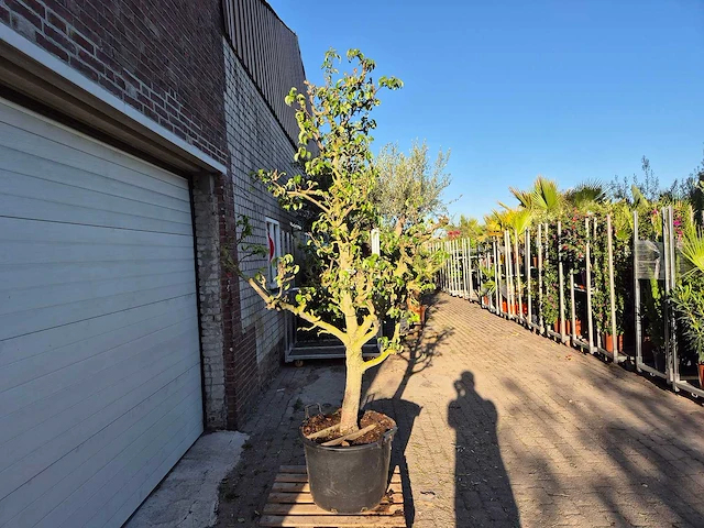 Perenboom conference - fruit tree - pyrus communis - hoogte ca. 250cm - afbeelding 4 van  5