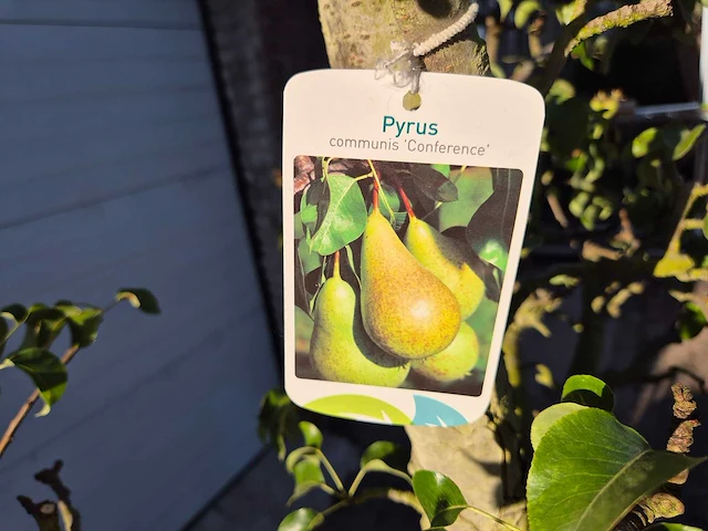 Perenboom conference - fruit tree - pyrus communis - hoogte ca. 250cm - afbeelding 5 van  5