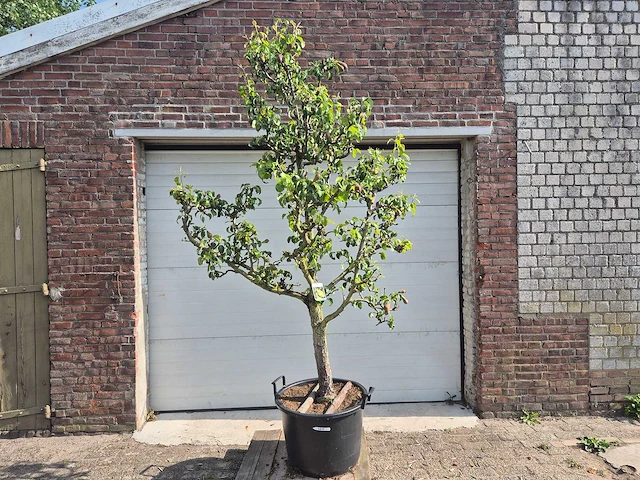 Perenboom conference - fruit tree - pyrus communis - hoogte ca. 250cm - afbeelding 1 van  6