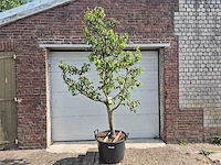 Perenboom conference - fruit tree - pyrus communis - hoogte ca. 250cm - afbeelding 1 van  6