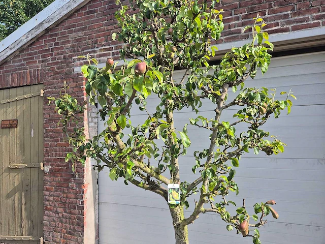 Perenboom conference - fruit tree - pyrus communis - hoogte ca. 250cm - afbeelding 2 van  6