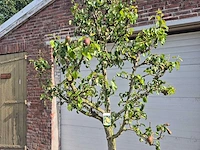Perenboom conference - fruit tree - pyrus communis - hoogte ca. 250cm - afbeelding 2 van  6
