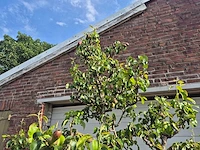 Perenboom conference - fruit tree - pyrus communis - hoogte ca. 250cm - afbeelding 3 van  6
