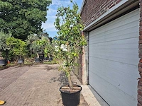 Perenboom conference - fruit tree - pyrus communis - hoogte ca. 250cm - afbeelding 4 van  6