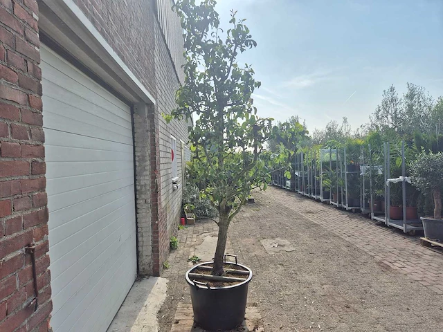 Perenboom conference - fruit tree - pyrus communis - hoogte ca. 250cm - afbeelding 5 van  6