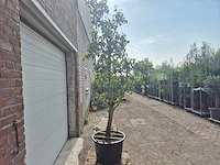 Perenboom conference - fruit tree - pyrus communis - hoogte ca. 250cm - afbeelding 5 van  6
