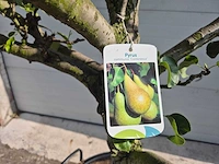 Perenboom conference - fruit tree - pyrus communis - hoogte ca. 250cm - afbeelding 6 van  6