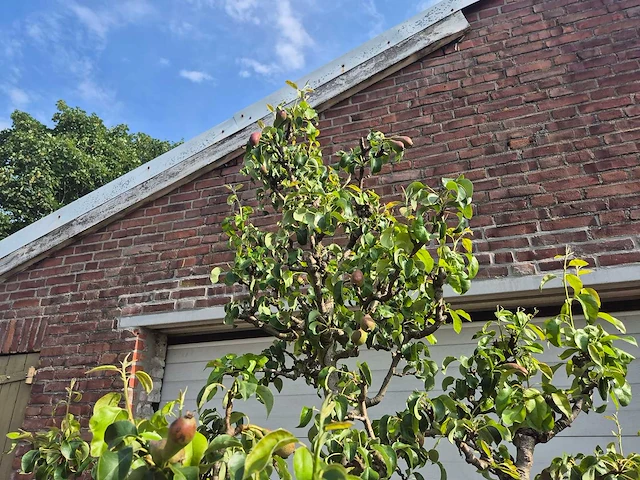 Perenboom conference - fruit tree - pyrus communis - hoogte ca. 250cm - afbeelding 3 van  6