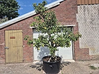 Perenboom conference - fruit tree - pyrus communis - hoogte ca. 250cm - afbeelding 1 van  8