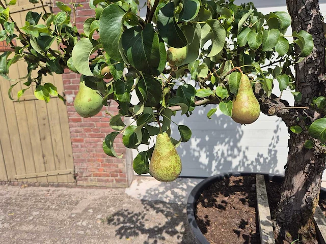 Perenboom conference - fruit tree - pyrus communis - hoogte ca. 250cm - afbeelding 2 van  8