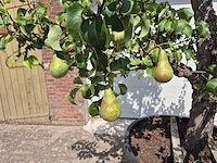 Perenboom conference - fruit tree - pyrus communis - hoogte ca. 250cm - afbeelding 2 van  8