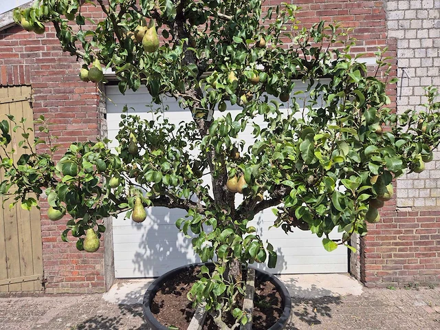 Perenboom conference - fruit tree - pyrus communis - hoogte ca. 250cm - afbeelding 3 van  8