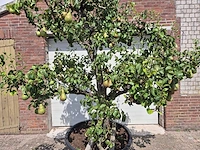 Perenboom conference - fruit tree - pyrus communis - hoogte ca. 250cm - afbeelding 3 van  8