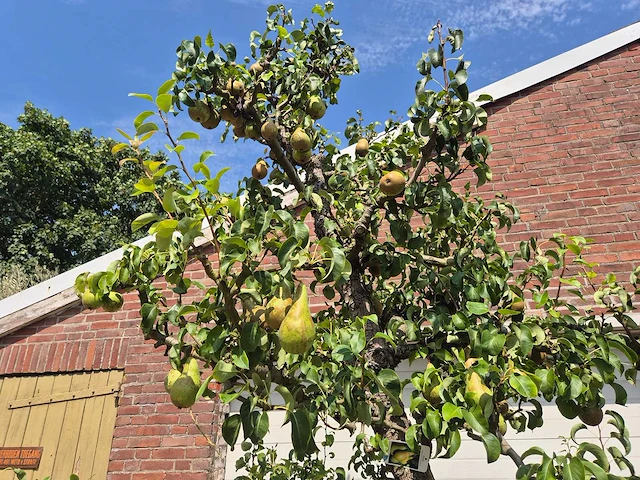 Perenboom conference - fruit tree - pyrus communis - hoogte ca. 250cm - afbeelding 4 van  8