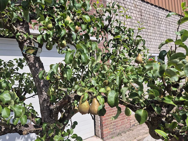 Perenboom conference - fruit tree - pyrus communis - hoogte ca. 250cm - afbeelding 5 van  8
