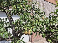 Perenboom conference - fruit tree - pyrus communis - hoogte ca. 250cm - afbeelding 5 van  8