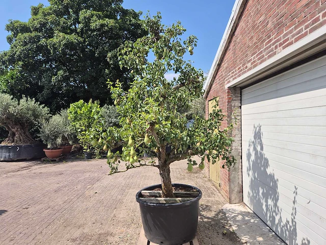 Perenboom conference - fruit tree - pyrus communis - hoogte ca. 250cm - afbeelding 6 van  8
