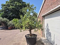 Perenboom conference - fruit tree - pyrus communis - hoogte ca. 250cm - afbeelding 6 van  8