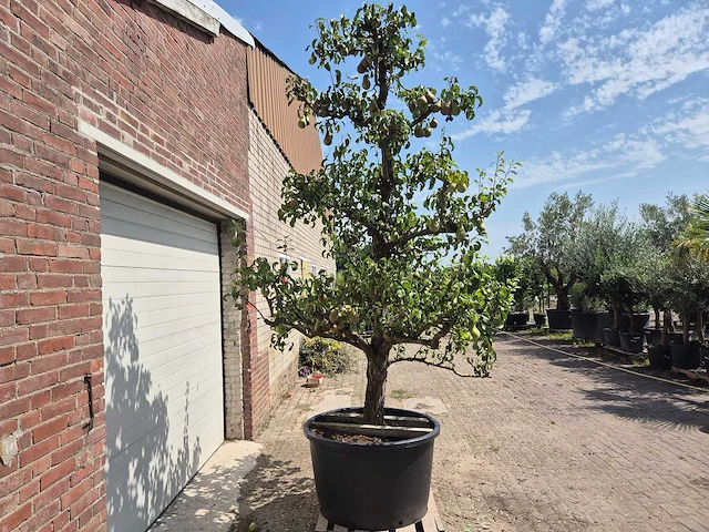 Perenboom conference - fruit tree - pyrus communis - hoogte ca. 250cm - afbeelding 7 van  8
