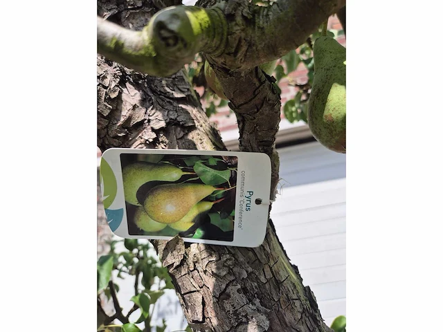 Perenboom conference - fruit tree - pyrus communis - hoogte ca. 250cm - afbeelding 8 van  8