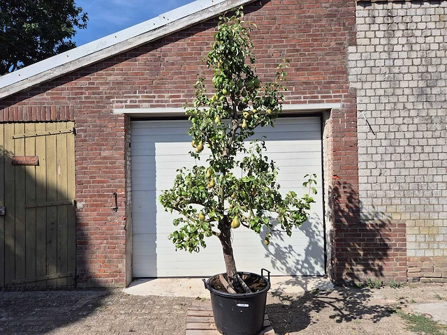 Perenboom conference - fruit tree - pyrus communis - hoogte ca. 250cm - afbeelding 1 van  6