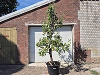 Perenboom conference - fruit tree - pyrus communis - hoogte ca. 250cm - afbeelding 1 van  6