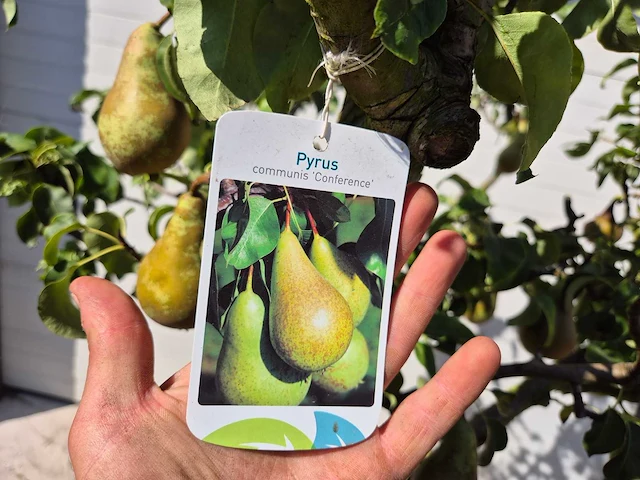 Perenboom conference - fruit tree - pyrus communis - hoogte ca. 250cm - afbeelding 2 van  6
