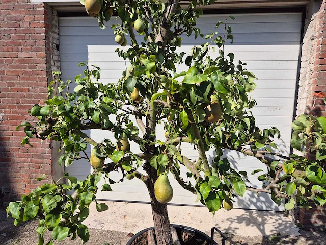 Perenboom conference - fruit tree - pyrus communis - hoogte ca. 250cm - afbeelding 3 van  6