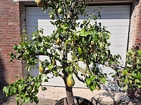 Perenboom conference - fruit tree - pyrus communis - hoogte ca. 250cm - afbeelding 3 van  6