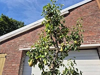 Perenboom conference - fruit tree - pyrus communis - hoogte ca. 250cm - afbeelding 4 van  6