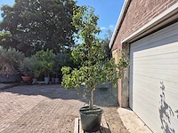 Perenboom conference - fruit tree - pyrus communis - hoogte ca. 250cm - afbeelding 5 van  6