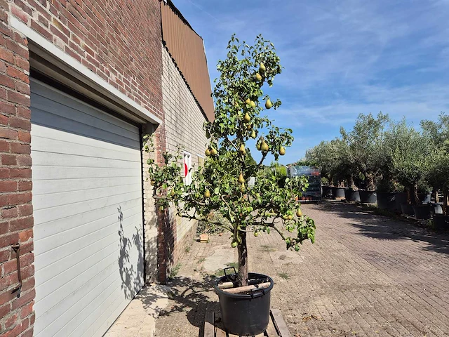 Perenboom conference - fruit tree - pyrus communis - hoogte ca. 250cm - afbeelding 6 van  6