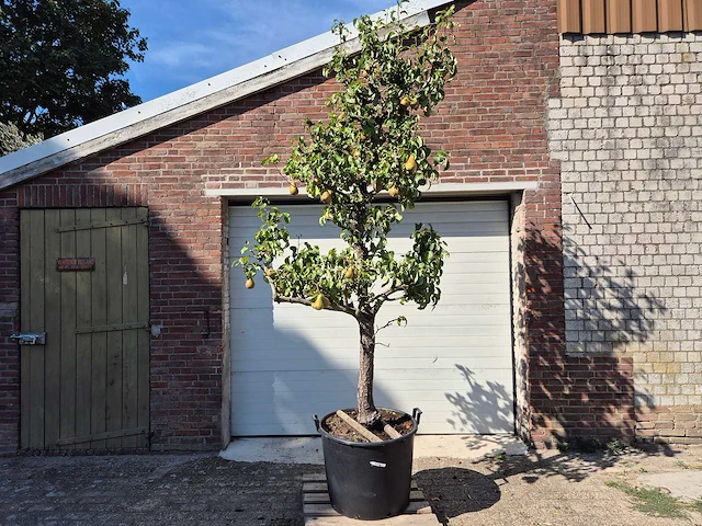 Perenboom conference - fruit tree - pyrus communis - hoogte ca. 250cm - afbeelding 1 van  5